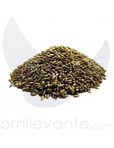 Alpiste Canada Extra 1KG Alpiste Canada Extra 1KG